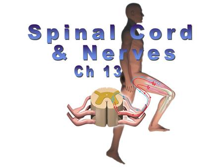 Spinal Cord & Nerves Ch 13.