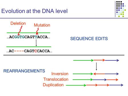 Evolution at the DNA level …ACGGTGCAGTTACCA… …AC----CAGTCCACCA… Mutation SEQUENCE EDITS REARRANGEMENTS Deletion Inversion Translocation Duplication.