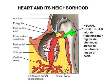 HEART AND ITS NEIGHBORHOOD NEURAL CREST CELLS migrate from hindbrain region via pharyngeal arches to conotruncal region of heart.