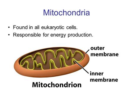 Mitochondria Found in all eukaryotic cells. Responsible for energy production.