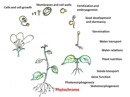 Cells and cell growth Membranes and cell walls Fertilization and embryogenesis Seed development and dormancy Germination Water transport Water relations.