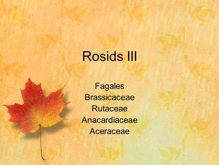 Rosids III Fagales Brassicaceae Rutaceae Anacardiaceae Aceraceae.
