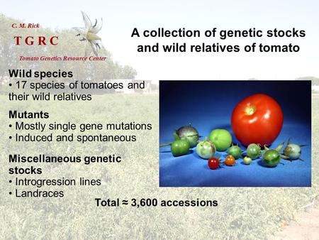 Wild species 17 species of tomatoes and their wild relatives Mutants Mostly single gene mutations Induced and spontaneous Miscellaneous genetic stocks.
