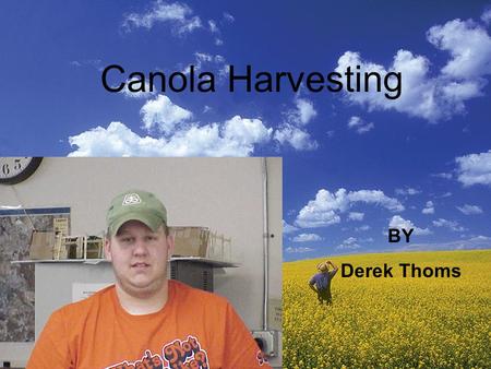 Canola Harvesting BY Derek Thoms. What can be used to harvest canola This is a grain head which is used to harvest small grain products like canola. This.