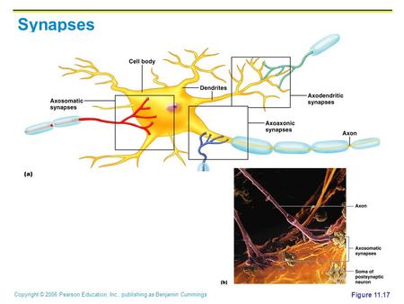 Synapses Figure 11.17.