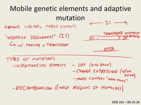 OEB 192 – 09.10.28 Mobile genetic elements and adaptive mutation.