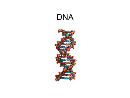 DNA. DNA is read from 5’ end DNA close up Central Dogma.