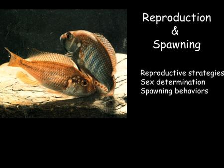 Reproduction & Spawning Reproductive strategies Sex determination