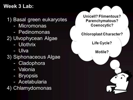 Week 3 Lab: 1) Basal green eukaryotes -Micromonas -Pedinomonas 2) Ulvophycean Algae -Ulothrix -Ulva 3) Siphonaceous Algae -Cladophora -Valonia -Bryopsis.