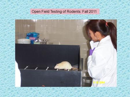 Open Field Testing of Rodents: Fall 2011. Anxiety – Gross Motor Behavior - Open Field Test Place animal in a corner square for a designated amount of.