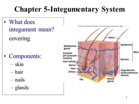 1 Chapter 5-Integumentary System What does integument mean? covering Components: –skin –hair –nails –glands.