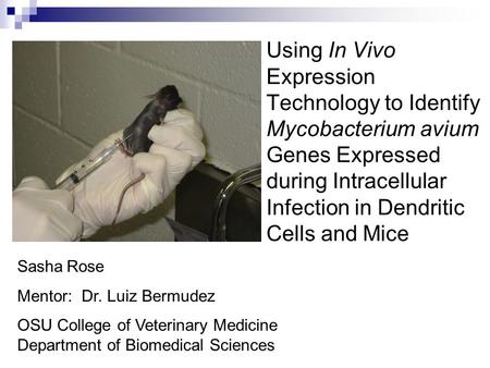 Sasha Rose Mentor: Dr. Luiz Bermudez OSU College of Veterinary Medicine Department of Biomedical Sciences Using In Vivo Expression Technology to Identify.