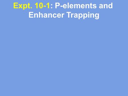 Expt. 10-1: P-elements and Enhancer Trapping. Expt. 10: P-elements and Enhancer Trapping -Naturally occurring P-elements: Transposase gene between two.