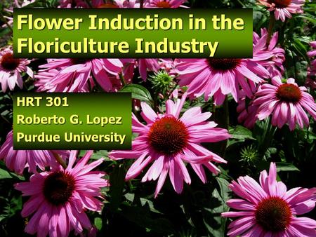 Flower Induction in the Floriculture Industry HRT 301 Roberto G. Lopez Purdue University.