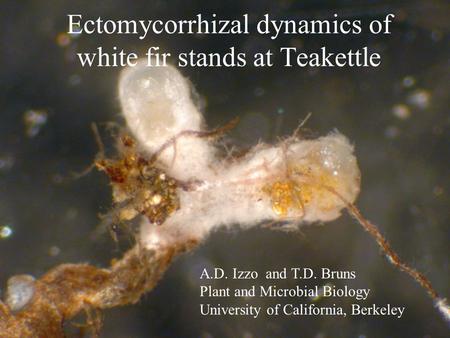 Ectomycorrhizal dynamics of white fir stands at Teakettle A.D. Izzo and T.D. Bruns Plant and Microbial Biology University of California, Berkeley.