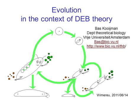 Evolution in the context of DEB theory