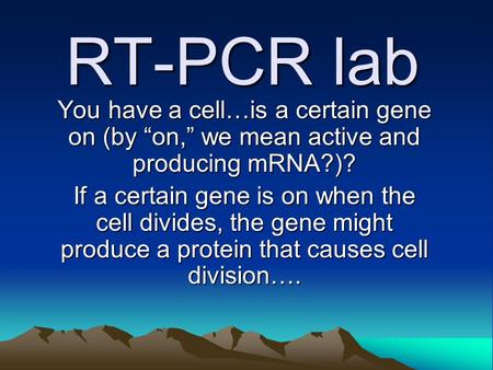 RT-PCR lab You have a cell…is a certain gene on (by “on,” we mean active and producing mRNA?)? If a certain gene is on when the cell divides, the gene.