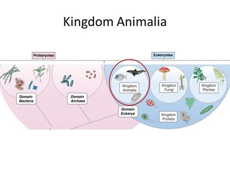 Kingdom Animalia. Eukaryotic (Domain Eukarya) All Multi-cellular (unlike Protists) All Heterotrophic (unlike Plants) No cell walls (unlike Fungi and Plants)