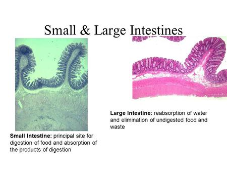 Small & Large Intestines