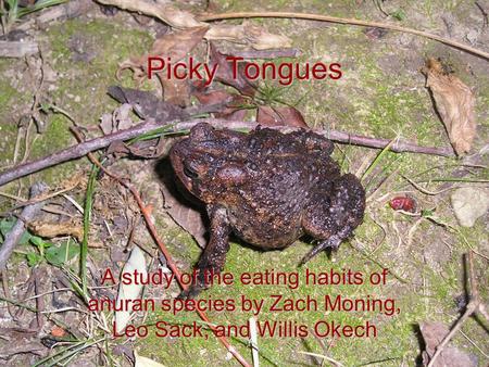 Picky Tongues A study of the eating habits of anuran species by Zach Moning, Leo Sack, and Willis Okech.
