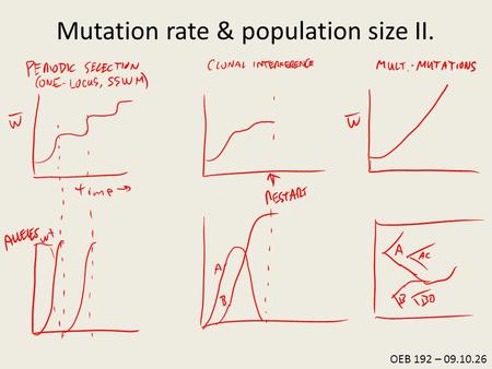 OEB 192 – 09.10.26 Mutation rate & population size II.