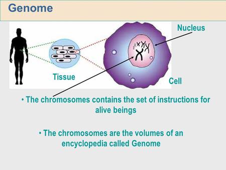 The chromosomes contains the set of instructions for alive beings
