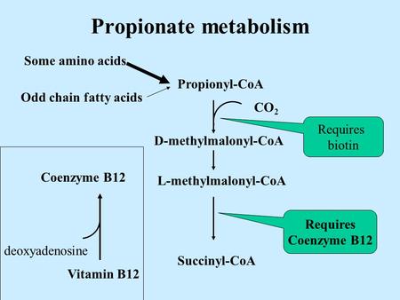 Propionate metabolism