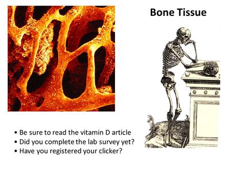 Be sure to read the vitamin D article Did you complete the lab survey yet? Have you registered your clicker? Bone Tissue.