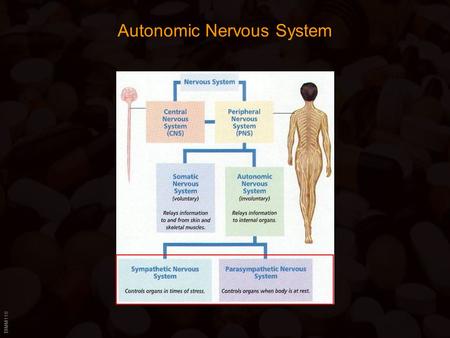 BIMM118 Autonomic Nervous System. BIMM118 Autonomic Nervous System Ganglia close to the innervated organs Myelinated axons Ganglia close to the spinal.