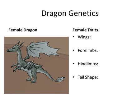 Dragon Genetics Female DragonFemale Traits Wings: Forelimbs: Hindlimbs: Tail Shape: