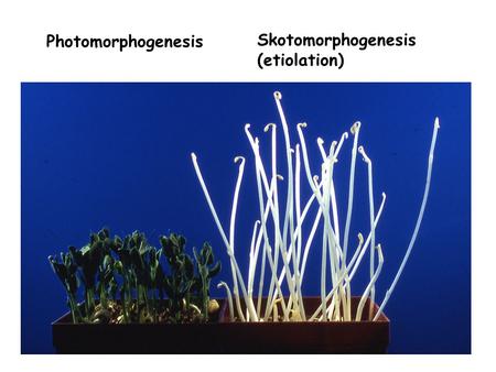 Photomorphogenesis Skotomorphogenesis (etiolation)