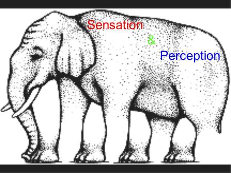 Sensation & Perception. Sensation vs Perception  Sensation – detecting physical energy from the environment and encoding it as neural signals.  Perception.