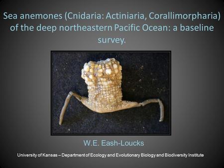 Sea anemones (Cnidaria: Actiniaria, Corallimorpharia) of the deep northeastern Pacific Ocean: a baseline survey. W.E. Eash-Loucks University of Kansas.