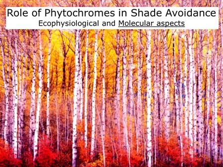Role of Phytochromes in Shade Avoidance Ecophysiological and Molecular aspects.