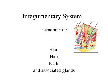 Skin Hair Nails and associated glands