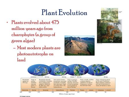 Plant Evolution Plants evolved about 475 million years ago from charophytes (a group of green algae) –Most modern plants are photoautotrophs on land.