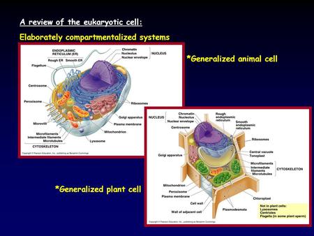 A review of the eukaryotic cell: