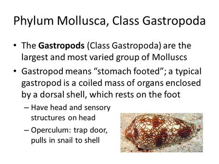 Phylum Mollusca, Class Gastropoda The Gastropods (Class Gastropoda) are the largest and most varied group of Molluscs Gastropod means “stomach footed”;