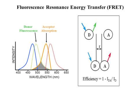 Fluorescence Resonance Energy Transfer (FRET) Donor Fluorescence Acceptor Absorption INTENSITY 400450500550600650 WAVELENGTH (nm)