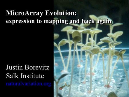 MicroArray Evolution: expression to mapping and back again Justin Borevitz Salk Institute naturalvariation.org.