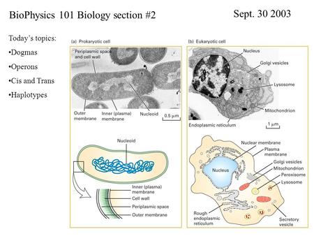 BioPhysics 101 Biology section #2 Sept. 30 2003 Today’s topics: Dogmas Operons Cis and Trans Haplotypes.