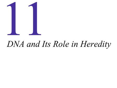 DNA and Its Role in Heredity