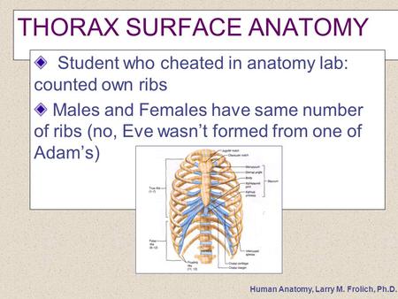 Human Anatomy, Larry M. Frolich, Ph.D. THORAX SURFACE ANATOMY Student who cheated in anatomy lab: counted own ribs Males and Females have same number of.