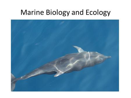 Marine Biology and Ecology. Marine biology is the study of organisms in the ocean, or other marine bodies of water Marine biology differs from marine.