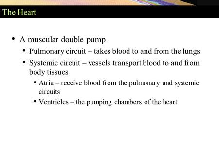 The Heart A muscular double pump