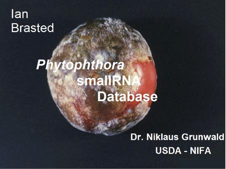 USDA National Institute of Food & Agriculture Grant created to fund late blight control Caused by Phytophthora infestans Species of Oomycete (water molds)
