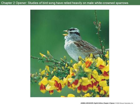 Chapter 2 Opener: Studies of bird song have relied heavily on male white-crowned sparrows.