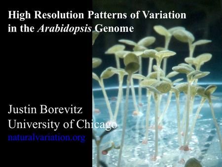 High Resolution Patterns of Variation in the Arabidopsis Genome Justin Borevitz University of Chicago naturalvariation.org.