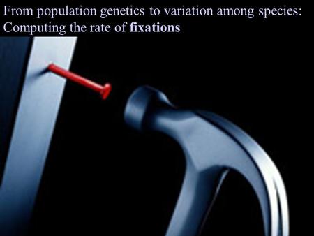 From population genetics to variation among species: Computing the rate of fixations.