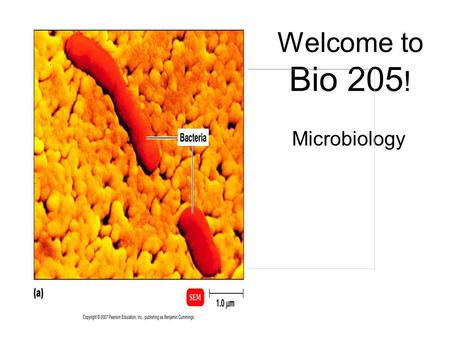 Welcome to Bio 205 ! Microbiology. What do I need for Bio 205? Textbook and lab manual Computer access –Including an email account by next class; no exceptions!